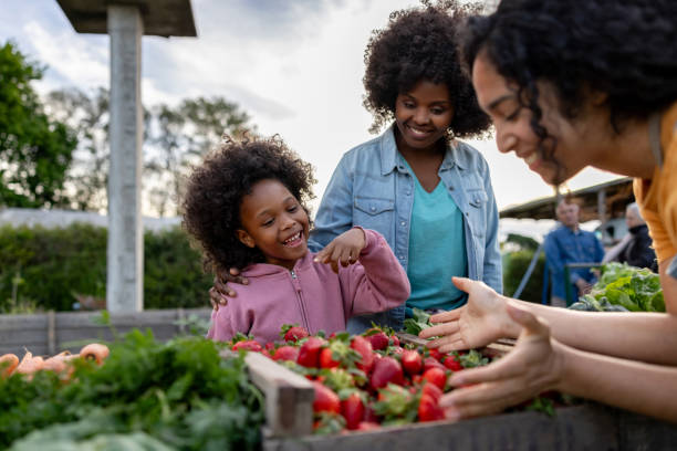 Family picking strawberries on a sunny farm morning