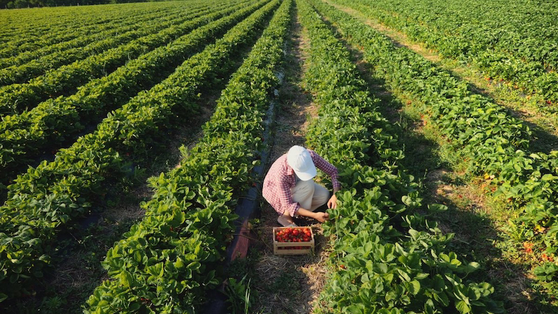 Rows of strawberry plants in Edmonton field