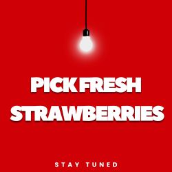 Strawberry Farm Square Banner