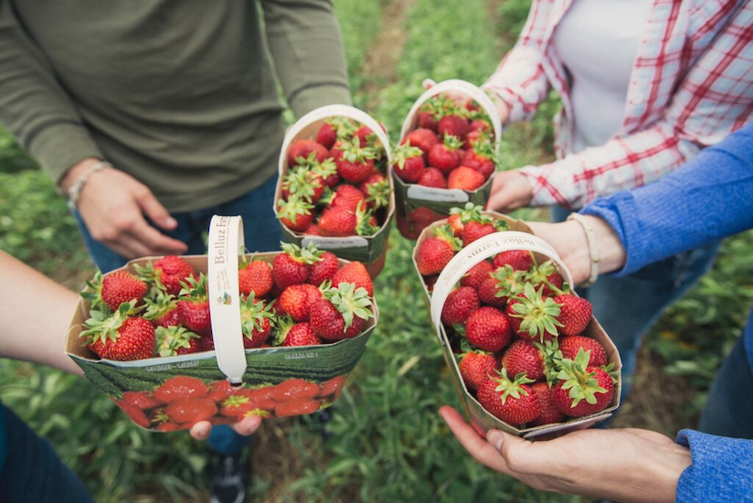 Visitors filling baskets with strawberries